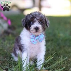 Jasper/Miniature Poodle									Puppy/Male	/9 Weeks,Meet Jasper, an adorable Mini Poodle with a heart full of charm. Bursting with energy, he’s always up for fun and adventure, making every moment exciting. His intelligence and loving personality allow him to connect with those around him, quickly becoming a favorite. Whether he’s chasing after his favorite toy or snuggling up for cozy downtime, his playful yet gentle nature makes him an ideal companion for any loving family!