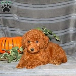 Patches/Miniature Poodle									Puppy/Male	/8 Weeks,Here is Patches, a perfectly precious Miniature Poodle puppy available to a forever family! This well socialized and family raised cutie will be a lovable sidekick. Patches comes home with a health guarantee provided by the breeder. Plus, he has been seen by a vet and is up to date on shots and de-wormer. Learn more and schedule a visit to meet Patches by calling Benuel Fisher today!