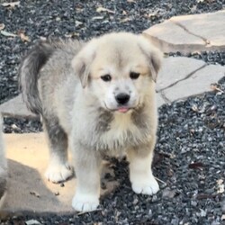 Adopt a dog:Kiki/Great Pyrenees/Female/Baby,This is a courtesy post. Please contact Debbie at 209-607-7464 or email at deb0625@yahoo.com 

Meet Kiki, I’m pre-screening for a wonderful home for this adorable girl. A DNA test was done on her brother and they are 72 percent Great Pyrenees and 21 percent Mastiff. She is going to be a big girl that will require a nice big yard. Please read up on the breed before applying. They are a large breed with a huge appetite. They are wonderful family dogs. Kiki is 8 weeks old and is so smart already learning our doggy door. Kiki was found in an orchard along with her siblings with their cords still attached. She is very affectionate and a mellow pup but still very playful. SHE LOVES TO PLAY IN THE WATER. For an application, please contact Debbie at 209-607-7464 or email at deb0625@yahoo.com LOCATION SONORA

- [x] Home check
- [x] Screening 
- [x] Secured fenced yard
- [x] Established veterinarian 
- [x] Adoption fee (covers spay, microchip, vaccines)