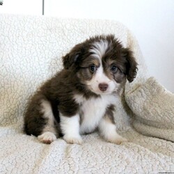 Lucy/Mini Aussiedoodle									Puppy/Female	/8 Weeks,Meet thi loving one of a kind Mini Aussiedoodle puppy with a heart of gold! This little cuite loves attention and come up to date on shots and dewormer. Our puppies are examined by our vet prior to joining their new homes! We also do genetic testing on our parents and offer an extended health guarantee. We focus on early socialization and our children love to play with the puppies each day to help socialize them. To learn more about our puppies contact us today! 