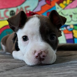 Adopt a dog:Moo/Pit Bull Terrier/Female/Baby,Moo, a delightful pitbull mix puppy, is bursting with energy and charm. With her expressive green eyes and playful spirit, she's sure to capture your heart. While she may be a little feisty when she's not in the mood for cuddles, her playful nature and affectionate personality make her an irresistible companion.

Moo loves to play and explore, and she's always up for an adventure. One of her favorite pastimes is grabbing your pant leg and pretending to pull you around the house, a game she finds incredibly entertaining. Her boundless energy and enthusiasm will keep you laughing and on your toes.

Despite her feisty moments, Moo is a loving and loyal dog. She craves attention and affection, and she'll do anything to be close to her human companions. With a little patience and understanding, you'll discover the gentle soul beneath her playful exterior.

If you're looking for a loyal, energetic, and affectionate companion, Moo is the perfect dog for you. She's a loving and playful puppy who will bring joy and laughter into your life. Don't miss out on the opportunity to adopt this adorable and spirited pup.