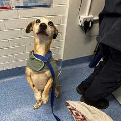 Betty/Welsh Corgi (Pembroke) / Staffordshire Bull Terrier/Female/9 Years 3 Months,Hi there! I’m Betty and I’m a very sweet mature lady who is ready to start a new chapter! I wasn’t in the best condition when I first arrived at the shelter, but I still LOOOOVEE people, and I would love to come home with you and give you all the snuggles on the lounge whilst we watch a movie! Or I’d love to have a nice nap in a round fluffy snuggle bed, they’re so comfy!  As you can probably tell, my legs look a little funny, don’t they? The technical name is “Angular Limb Deformity”, but you may also know it as ‘bow legged’ or ‘knee knocking’. They all mean that my legs are a bit bowed. The vets have checked me over, I can walk around normally, and I am not in pain, but it is important that I don’t become overweight in the future, as this can lead to arthritis. If at any point it seems like I am in pain when trying to walk, it would be best to take me to a vet for a check-up. Whilst I've been in RSPCA's care, I also had a biopsy performed on a lump on my mammary glands, which was a ‘Malignant mass’ (tumor), the tumor was completely removed with no abnormal tissue remaining. Should you be interested in adopting me, our RSPCA veterinarians are happy to provide you with more information.  My pearly whites just had an awesome clean and I had some teeth removed but there are no ongoing issues! So, sometimes I get a little bit worried about being on my own but with the help of my friends here at the shelter, I am starting to learn that some alone time isn’t such a bad thing! You see, all I’ll need is a nice long-lasting chew and something for me to do! I love playing with those cardboard boxes, especially if there’s some treats hidden in them! I have so much FUN when I get to go looking for treats hidden around the yard. Due to being a little Nanna dog, I won’t require lots of exercise, just enough to keep my mind active and sniff all the stuff and all the things!  I am a friendly dog but due to my excitement with making new friends, I will need to meet all my new friends to ensure we will get along! I’m sure we will though! I’ll also have to meet all members of the household, have secure fencing, indoor/outdoor access and ideally, I would love to have someone at home most of the time to hang out with in a peaceful, home environment. Don’t forget I give great cuddles, so I’ll make it worth your time!  Do you think you have all the love possible to give me? If so, I would love for you to come and meet me! All you must do is contact my people. They know what to do!   Requirements: 