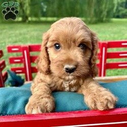 Tiana/Cavapoo									Puppy/Female	/14 Weeks,Meet our sweet Cavapoo puppy, Tiana! Her mom is a red Cavalier, and her dad is a red mini poodle. She is the perfect mix of poodle and cavalier that gives her that curly red coat with white markings. This little gal is vet checked and up to date on shots and wormer, plus comes with a health guarantee provided by the breeder! Tiana is friendly and well socialized and she is currently being family raised with our three children, making her a perfect addition to your family home! If you would like more information, text or call Steve Stoltzfus now!