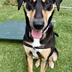 Freya/Staffordshire Bull Terrier / Dobermann/Female/10 Months,Hi there! My name is Freya, and I'm a 7-month-old pup on the lookout for my forever home. I may be young, but I've got heaps of potential and a whole lot of smarts up my furry sleeve! You see, I can be a tad fearful at times, especially when I'm in new places or meeting new people. But hey, who can blame me? The world can be a big, scary spot for a pup like me! I just need a patient family who understands that I might need a bit of time to warm up and get used to my surroundings. But fear not! Once I feel comfortable and safe, I'm as playful and energetic as they come! I love nothing more than bounding around, chasing toys, and exploring every nook and cranny of my new home. And did I mention I'm absolutely adorable? Well, if I do say so myself! Now, here's the scoop on my ideal home: I'm looking for a calm environment where I can catch some Z's and relax after all my adventures. It's important that I'm the only furry friend in the household. I need a family who can tune in to my body language and understand when I need a little space or some extra love and reassurance, this is why Id prefer an adult only household so everyone can learn to understand me. So, if you're searching for a sweet, smart, and oh-so-cute pup to join your family, look no further! I'm ready and waiting to bring joy and laughter into your life. Come meet me, and let's start our journey together! If you want to meet me, fill out the exceptional owners form   or call 0477 064 192 Recommendations: