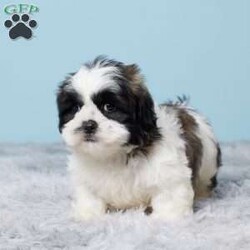 Monty/Shih Tzu									Puppy/Male	/9 Weeks,Woof…Woof! Hey it’s Monty! Monty is a very cute and cuddly Shihtzu puppy that is full of puppy kisses and will be sure to capture your heart with his sweet personality! He was born on July 24 to Mom (Cheyenne) and Dad (Jaxson). Mom weighs 12 lbs. and Dad weighs 14 lbs. So we expect Monty to weigh between 12 and 14 lbs. full grown. Monty is up to date on vaccines and dewormers and a 30 day health guarantee is offered by the breeder. A bag of food, treat, toy, blanky, and paperwork will be sent with Monty to his new home.