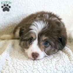 Lucy/Mini Aussiedoodle									Puppy/Female	/8 Weeks,Meet thi loving one of a kind Mini Aussiedoodle puppy with a heart of gold! This little cuite loves attention and come up to date on shots and dewormer. Our puppies are examined by our vet prior to joining their new homes! We also do genetic testing on our parents and offer an extended health guarantee. We focus on early socialization and our children love to play with the puppies each day to help socialize them. To learn more about our puppies contact us today! 