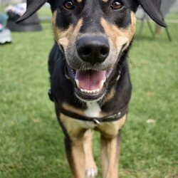 Freya/Staffordshire Bull Terrier / Dobermann/Female/10 Months,Hi there! My name is Freya, and I'm a 7-month-old pup on the lookout for my forever home. I may be young, but I've got heaps of potential and a whole lot of smarts up my furry sleeve! You see, I can be a tad fearful at times, especially when I'm in new places or meeting new people. But hey, who can blame me? The world can be a big, scary spot for a pup like me! I just need a patient family who understands that I might need a bit of time to warm up and get used to my surroundings. But fear not! Once I feel comfortable and safe, I'm as playful and energetic as they come! I love nothing more than bounding around, chasing toys, and exploring every nook and cranny of my new home. And did I mention I'm absolutely adorable? Well, if I do say so myself! Now, here's the scoop on my ideal home: I'm looking for a calm environment where I can catch some Z's and relax after all my adventures. It's important that I'm the only furry friend in the household. I need a family who can tune in to my body language and understand when I need a little space or some extra love and reassurance, this is why Id prefer an adult only household so everyone can learn to understand me. So, if you're searching for a sweet, smart, and oh-so-cute pup to join your family, look no further! I'm ready and waiting to bring joy and laughter into your life. Come meet me, and let's start our journey together! If you want to meet me, fill out the exceptional owners form   or call 0477 064 192 Recommendations: