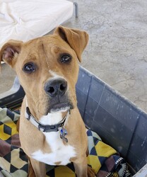 Fletch/American Staffordshire Terrier/Male/10 Months,Hey there, I'm Fletch! I'm a 10-month-old male large breed mix puppy looking for a forever home. I am a tall, leggy boy with plenty more growing to do; I am currently around 27kg. With lots and lots of energy to burn, I would suit a family who can keep up with me. I love learning about life, and I'm eager to explore new things each day. I would suit a home where I'm not left alone for extended periods as I love hanging out with my humans and doing all the fun stuff together. I do love company, but I'm also okay with some alone time if I have things to keep busy and a place to access inside your home where I can retreat to and rest. I don't mind other dogs, I love to have a rough and tumble with some doggy friends during my time at shelter and while I was in foster care. Though I'm a high-energy pup, I would prefer a quiet and calm household where I can relax after my daily playtime. I'm young and eager to learn, so I would love a family who can help me learn all about life. And remember, I'm still a puppy, so I'd be best in a home with kids 12 years or older as I may knock the little ones over – my spatial awareness needs some fine-tuning hahaha! I can't wait to meet you and start our adventures together!