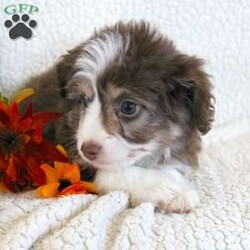 Lucy/Mini Aussiedoodle									Puppy/Female	/8 Weeks,Meet thi loving one of a kind Mini Aussiedoodle puppy with a heart of gold! This little cuite loves attention and come up to date on shots and dewormer. Our puppies are examined by our vet prior to joining their new homes! We also do genetic testing on our parents and offer an extended health guarantee. We focus on early socialization and our children love to play with the puppies each day to help socialize them. To learn more about our puppies contact us today! 