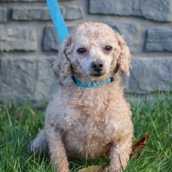 Carla/Cavapoo									Puppy/Female	/7 Weeks,Meet Carla, an adorable F1B Cavapoo who is ready to fill your home with joy and love! With her soft, curly coat and bright, expressive eyes, this little girl is the perfect mix of her Poodle dad, Sammy (12 lbs), and her Cavapoo mom, Beaulah (13 lbs). Her playful personality and gentle demeanor make her a wonderful companion for any family.