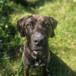 Bruno/Bullmastiff/Male/1 Year 9 Months,Hi I'm Bruno and I'm a big bugalug of a boy that needs a comfy home to settle into. I am a big goofy boy, who loves car trips to low trafficked parks, where I can sniff up a storm, as I investigate the world through my nose and have some tasty treats to decompress afterwards. I am not a fussy man and love all things food! Food is one of my love languages! I will need a home that has had experience with big dogs before and adores them to bits! I love being with my family and lounging around so I would love it if someone was home with me most of the time. I can be a bit bouncy at times but also can be sensitive at others, so it is best for me that I go to a home that is a bit more mature. I am unfortunately not a big fan of other dogs as I just don't understand them very well. I tend to get a bit overwhelmed when around them and like to keep my distance from them. This just means that you get me all to yourselves and you to me! Requirements: -Must meet all family – Must be only dog -Children over 15 years – Owner home more often -Peaceful/Quiet home – Experienced owner Bruno is a special boy that is looking for a place to call his own. If you think that your family fits the bill, then please apply for him at    Love and tail wags! Bruno