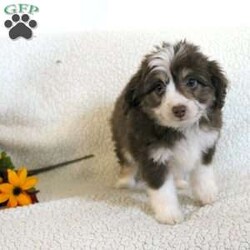 Lucy/Mini Aussiedoodle									Puppy/Female	/8 Weeks,Meet thi loving one of a kind Mini Aussiedoodle puppy with a heart of gold! This little cuite loves attention and come up to date on shots and dewormer. Our puppies are examined by our vet prior to joining their new homes! We also do genetic testing on our parents and offer an extended health guarantee. We focus on early socialization and our children love to play with the puppies each day to help socialize them. To learn more about our puppies contact us today! 