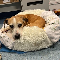 Betty/Welsh Corgi (Pembroke) / Staffordshire Bull Terrier/Female/9 Years 3 Months,Hi there! I’m Betty and I’m a very sweet mature lady who is ready to start a new chapter! I wasn’t in the best condition when I first arrived at the shelter, but I still LOOOOVEE people, and I would love to come home with you and give you all the snuggles on the lounge whilst we watch a movie! Or I’d love to have a nice nap in a round fluffy snuggle bed, they’re so comfy!  As you can probably tell, my legs look a little funny, don’t they? The technical name is “Angular Limb Deformity”, but you may also know it as ‘bow legged’ or ‘knee knocking’. They all mean that my legs are a bit bowed. The vets have checked me over, I can walk around normally, and I am not in pain, but it is important that I don’t become overweight in the future, as this can lead to arthritis. If at any point it seems like I am in pain when trying to walk, it would be best to take me to a vet for a check-up. Whilst I've been in RSPCA's care, I also had a biopsy performed on a lump on my mammary glands, which was a ‘Malignant mass’ (tumor), the tumor was completely removed with no abnormal tissue remaining. Should you be interested in adopting me, our RSPCA veterinarians are happy to provide you with more information.  My pearly whites just had an awesome clean and I had some teeth removed but there are no ongoing issues! So, sometimes I get a little bit worried about being on my own but with the help of my friends here at the shelter, I am starting to learn that some alone time isn’t such a bad thing! You see, all I’ll need is a nice long-lasting chew and something for me to do! I love playing with those cardboard boxes, especially if there’s some treats hidden in them! I have so much FUN when I get to go looking for treats hidden around the yard. Due to being a little Nanna dog, I won’t require lots of exercise, just enough to keep my mind active and sniff all the stuff and all the things!  I am a friendly dog but due to my excitement with making new friends, I will need to meet all my new friends to ensure we will get along! I’m sure we will though! I’ll also have to meet all members of the household, have secure fencing, indoor/outdoor access and ideally, I would love to have someone at home most of the time to hang out with in a peaceful, home environment. Don’t forget I give great cuddles, so I’ll make it worth your time!  Do you think you have all the love possible to give me? If so, I would love for you to come and meet me! All you must do is contact my people. They know what to do!   Requirements: 