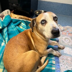 Betty/Welsh Corgi (Pembroke) / Staffordshire Bull Terrier/Female/9 Years 3 Months,Hi there! I’m Betty and I’m a very sweet mature lady who is ready to start a new chapter! I wasn’t in the best condition when I first arrived at the shelter, but I still LOOOOVEE people, and I would love to come home with you and give you all the snuggles on the lounge whilst we watch a movie! Or I’d love to have a nice nap in a round fluffy snuggle bed, they’re so comfy!  As you can probably tell, my legs look a little funny, don’t they? The technical name is “Angular Limb Deformity”, but you may also know it as ‘bow legged’ or ‘knee knocking’. They all mean that my legs are a bit bowed. The vets have checked me over, I can walk around normally, and I am not in pain, but it is important that I don’t become overweight in the future, as this can lead to arthritis. If at any point it seems like I am in pain when trying to walk, it would be best to take me to a vet for a check-up. Whilst I've been in RSPCA's care, I also had a biopsy performed on a lump on my mammary glands, which was a ‘Malignant mass’ (tumor), the tumor was completely removed with no abnormal tissue remaining. Should you be interested in adopting me, our RSPCA veterinarians are happy to provide you with more information.  My pearly whites just had an awesome clean and I had some teeth removed but there are no ongoing issues! So, sometimes I get a little bit worried about being on my own but with the help of my friends here at the shelter, I am starting to learn that some alone time isn’t such a bad thing! You see, all I’ll need is a nice long-lasting chew and something for me to do! I love playing with those cardboard boxes, especially if there’s some treats hidden in them! I have so much FUN when I get to go looking for treats hidden around the yard. Due to being a little Nanna dog, I won’t require lots of exercise, just enough to keep my mind active and sniff all the stuff and all the things!  I am a friendly dog but due to my excitement with making new friends, I will need to meet all my new friends to ensure we will get along! I’m sure we will though! I’ll also have to meet all members of the household, have secure fencing, indoor/outdoor access and ideally, I would love to have someone at home most of the time to hang out with in a peaceful, home environment. Don’t forget I give great cuddles, so I’ll make it worth your time!  Do you think you have all the love possible to give me? If so, I would love for you to come and meet me! All you must do is contact my people. They know what to do!   Requirements: 