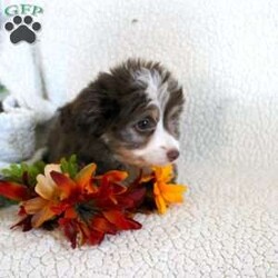 Lucy/Mini Aussiedoodle									Puppy/Female	/8 Weeks,Meet thi loving one of a kind Mini Aussiedoodle puppy with a heart of gold! This little cuite loves attention and come up to date on shots and dewormer. Our puppies are examined by our vet prior to joining their new homes! We also do genetic testing on our parents and offer an extended health guarantee. We focus on early socialization and our children love to play with the puppies each day to help socialize them. To learn more about our puppies contact us today! 