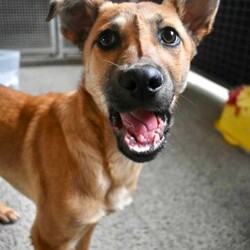 Wyatt/Australian Kelpie/Male/7 Months,Hi, my name is Wyatt and I'm the sweetest boy you'll ever meet! I'm a 6 month old Kelpie X looking for my forever home, could that be with you? I am looking for a loving home with a family that will show me lots of patience and kindness as I continue to learn about the big wide world around me. I'm still building up my confidence to explore new things and need time to get used to everything that life can throw at me, but with the right family I know I will thrive! I am a social kid and will often look to my people for guidance and reassurance. I enjoy getting pats from my humans, however sometimes too much touch can be a bit overwhelming for me as I am still getting used to what humans need from me. I would therefore be best suited to home with no young children as they might find it hard to understand when I have had enough and need my space. I would love my new home to be nice and peaceful with not too many people coming in and out of the home. It would also be great if my new family had prior experience with dog behaviour and are able to understand why I do the things that I do. I respond best to positive training so I can learn in a nice and fun way at my own pace! If you think that your home would be a good fit please fill out an application online at   or call 0477 064 192 and the team at BARC will be in touch to arrange a meet and greet. Love, Wyatt x Requirements: