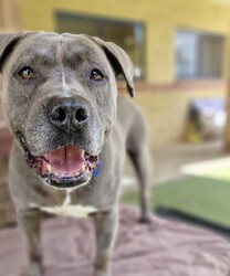 Adopt a dog:Teddy/Staffordshire Bull Terrier/Male/6 Years 2 Months,Hello there, my name is Teddy! I'm a sleepy, old gentleman looking for my new home! I'd suit a quiet home where I can be included as part of the family, coming both inside and outdoors, as well as joining you for regular short strolls, or simply snuggling up on a nice soft bed by your feet in the evening. Any children in the home will need to be calm and confident around dogs. I know sometimes you have to go out, if you leave me with some fun toys, yum treats, fresh water bowl and a sheltered, snuggly bed, I should be safe and happy until you get home. I would benefit from daily enrichment and interactive feeders to help keep my mind and body active. I’d be best as the only dog in the home, as I am not fond of other dogs and would like all the love, pats and attention for myself. Dog parks and off-leash areas are not ideal for me as I do not like rude dogs rushing up to my face and would prefer walks around the neighbourhood or on-lead areas where we can relax and enjoy our time together.  If I sound like the gentleman for you, please come in to meet me. -Level 2 ART Adoption -Quiet home -Dog confident children -Best as only dog -No dog parks -No Small animals/Cats/Pocket pets -Time alone handout -Ongoing positive reinforcement training