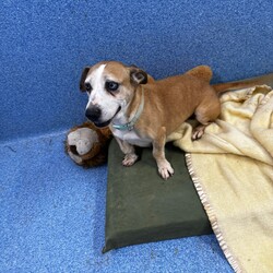 Betty/Welsh Corgi (Pembroke) / Staffordshire Bull Terrier/Female/9 Years 3 Months,Hi there! I’m Betty and I’m a very sweet mature lady who is ready to start a new chapter! I wasn’t in the best condition when I first arrived at the shelter, but I still LOOOOVEE people, and I would love to come home with you and give you all the snuggles on the lounge whilst we watch a movie! Or I’d love to have a nice nap in a round fluffy snuggle bed, they’re so comfy!  As you can probably tell, my legs look a little funny, don’t they? The technical name is “Angular Limb Deformity”, but you may also know it as ‘bow legged’ or ‘knee knocking’. They all mean that my legs are a bit bowed. The vets have checked me over, I can walk around normally, and I am not in pain, but it is important that I don’t become overweight in the future, as this can lead to arthritis. If at any point it seems like I am in pain when trying to walk, it would be best to take me to a vet for a check-up. Whilst I've been in RSPCA's care, I also had a biopsy performed on a lump on my mammary glands, which was a ‘Malignant mass’ (tumor), the tumor was completely removed with no abnormal tissue remaining. Should you be interested in adopting me, our RSPCA veterinarians are happy to provide you with more information.  My pearly whites just had an awesome clean and I had some teeth removed but there are no ongoing issues! So, sometimes I get a little bit worried about being on my own but with the help of my friends here at the shelter, I am starting to learn that some alone time isn’t such a bad thing! You see, all I’ll need is a nice long-lasting chew and something for me to do! I love playing with those cardboard boxes, especially if there’s some treats hidden in them! I have so much FUN when I get to go looking for treats hidden around the yard. Due to being a little Nanna dog, I won’t require lots of exercise, just enough to keep my mind active and sniff all the stuff and all the things!  I am a friendly dog but due to my excitement with making new friends, I will need to meet all my new friends to ensure we will get along! I’m sure we will though! I’ll also have to meet all members of the household, have secure fencing, indoor/outdoor access and ideally, I would love to have someone at home most of the time to hang out with in a peaceful, home environment. Don’t forget I give great cuddles, so I’ll make it worth your time!  Do you think you have all the love possible to give me? If so, I would love for you to come and meet me! All you must do is contact my people. They know what to do!   Requirements: 