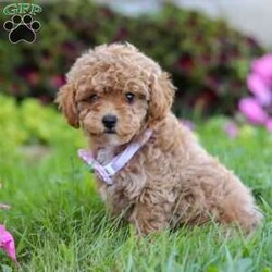 Ceila/Miniature Poodle									Puppy/Female	/8 Weeks,Meet Ceila, the cutest AKC Mini Poodle. She loves to play and has boundless energy. She is always ready for a game of fetch, a brisk walk, or any fun activity that involves their favorite humans. Her playful nature makes her a joy to have around. She has a stunning coat that is both hypoallergenic and non-shedding, perfect for those with allergies. Her fur is beautifully groomed, and she has a graceful presence that turns heads wherever she goes. Poodles are known for their adaptability. They are comfortable in various environments, from bustling city apartments to spacious suburban homes. They get along well with children, other pets, and enjoy being part of family activities.