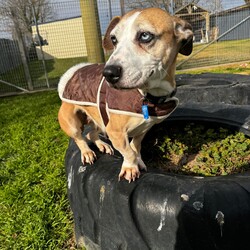 Betty/Welsh Corgi (Pembroke) / Staffordshire Bull Terrier/Female/9 Years 3 Months,Hi there! I’m Betty and I’m a very sweet mature lady who is ready to start a new chapter! I wasn’t in the best condition when I first arrived at the shelter, but I still LOOOOVEE people, and I would love to come home with you and give you all the snuggles on the lounge whilst we watch a movie! Or I’d love to have a nice nap in a round fluffy snuggle bed, they’re so comfy!  As you can probably tell, my legs look a little funny, don’t they? The technical name is “Angular Limb Deformity”, but you may also know it as ‘bow legged’ or ‘knee knocking’. They all mean that my legs are a bit bowed. The vets have checked me over, I can walk around normally, and I am not in pain, but it is important that I don’t become overweight in the future, as this can lead to arthritis. If at any point it seems like I am in pain when trying to walk, it would be best to take me to a vet for a check-up. Whilst I've been in RSPCA's care, I also had a biopsy performed on a lump on my mammary glands, which was a ‘Malignant mass’ (tumor), the tumor was completely removed with no abnormal tissue remaining. Should you be interested in adopting me, our RSPCA veterinarians are happy to provide you with more information.  My pearly whites just had an awesome clean and I had some teeth removed but there are no ongoing issues! So, sometimes I get a little bit worried about being on my own but with the help of my friends here at the shelter, I am starting to learn that some alone time isn’t such a bad thing! You see, all I’ll need is a nice long-lasting chew and something for me to do! I love playing with those cardboard boxes, especially if there’s some treats hidden in them! I have so much FUN when I get to go looking for treats hidden around the yard. Due to being a little Nanna dog, I won’t require lots of exercise, just enough to keep my mind active and sniff all the stuff and all the things!  I am a friendly dog but due to my excitement with making new friends, I will need to meet all my new friends to ensure we will get along! I’m sure we will though! I’ll also have to meet all members of the household, have secure fencing, indoor/outdoor access and ideally, I would love to have someone at home most of the time to hang out with in a peaceful, home environment. Don’t forget I give great cuddles, so I’ll make it worth your time!  Do you think you have all the love possible to give me? If so, I would love for you to come and meet me! All you must do is contact my people. They know what to do!   Requirements: 