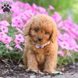 Carla/Cavapoo									Puppy/Female	/7 Weeks,Meet Carla, an adorable F1B Cavapoo who is ready to fill your home with joy and love! With her soft, curly coat and bright, expressive eyes, this little girl is the perfect mix of her Poodle dad, Sammy (12 lbs), and her Cavapoo mom, Beaulah (13 lbs). Her playful personality and gentle demeanor make her a wonderful companion for any family.