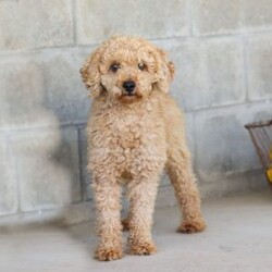 Ceila/Miniature Poodle									Puppy/Female	/8 Weeks,Meet Ceila, the cutest AKC Mini Poodle. She loves to play and has boundless energy. She is always ready for a game of fetch, a brisk walk, or any fun activity that involves their favorite humans. Her playful nature makes her a joy to have around. She has a stunning coat that is both hypoallergenic and non-shedding, perfect for those with allergies. Her fur is beautifully groomed, and she has a graceful presence that turns heads wherever she goes. Poodles are known for their adaptability. They are comfortable in various environments, from bustling city apartments to spacious suburban homes. They get along well with children, other pets, and enjoy being part of family activities.