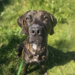 Bruno/Bullmastiff/Male/1 Year 9 Months,Hi I'm Bruno and I'm a big bugalug of a boy that needs a comfy home to settle into. I am a big goofy boy, who loves car trips to low trafficked parks, where I can sniff up a storm, as I investigate the world through my nose and have some tasty treats to decompress afterwards. I am not a fussy man and love all things food! Food is one of my love languages! I will need a home that has had experience with big dogs before and adores them to bits! I love being with my family and lounging around so I would love it if someone was home with me most of the time. I can be a bit bouncy at times but also can be sensitive at others, so it is best for me that I go to a home that is a bit more mature. I am unfortunately not a big fan of other dogs as I just don't understand them very well. I tend to get a bit overwhelmed when around them and like to keep my distance from them. This just means that you get me all to yourselves and you to me! Requirements: -Must meet all family – Must be only dog -Children over 15 years – Owner home more often -Peaceful/Quiet home – Experienced owner Bruno is a special boy that is looking for a place to call his own. If you think that your family fits the bill, then please apply for him at    Love and tail wags! Bruno