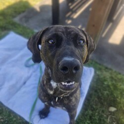 Bruno/Bullmastiff/Male/1 Year 9 Months,Hi I'm Bruno and I'm a big bugalug of a boy that needs a comfy home to settle into. I am a big goofy boy, who loves car trips to low trafficked parks, where I can sniff up a storm, as I investigate the world through my nose and have some tasty treats to decompress afterwards. I am not a fussy man and love all things food! Food is one of my love languages! I will need a home that has had experience with big dogs before and adores them to bits! I love being with my family and lounging around so I would love it if someone was home with me most of the time. I can be a bit bouncy at times but also can be sensitive at others, so it is best for me that I go to a home that is a bit more mature. I am unfortunately not a big fan of other dogs as I just don't understand them very well. I tend to get a bit overwhelmed when around them and like to keep my distance from them. This just means that you get me all to yourselves and you to me! Requirements: -Must meet all family – Must be only dog -Children over 15 years – Owner home more often -Peaceful/Quiet home – Experienced owner Bruno is a special boy that is looking for a place to call his own. If you think that your family fits the bill, then please apply for him at    Love and tail wags! Bruno