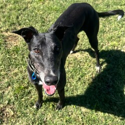 Ashley/Greyhound/Female/6 Years 5 Months,Hi everyone my name is Ashley and I am a super fun loving greyhound who is looking for her perfect match!! I am a medium energy girl, unlike other greyhounds I can be a bit jumpy and pushy when I want something from my humans, I have my moments of speed and zoomies but then I am happy to explore the yard and have a nap in the sun. I would love a bigger backyard with a fun zoom track for me to use, having indoor and outdoor access would be ideal for me as I do love the creature comforts of home and a nice comfy couch with my name on it sounds devine. I will not be suited to apartment living as I need access to a yard to do my zoomies when needed. My ideal home would be with older kids, I can be a bit snatching with my food and I love to have my own toys, I will need a family that can be respectful of that and continue to proactive trade outs with me. I would also like to be the only pet in the home, I have meet some dogs and walk well with them if they are calm but I do not enjoy them jumping on me and invading my personal space. I would love my new family to have some knowledge of my breed or have done some research about my needs. Requirements: -Must meet all family  –  No children under 12 -Must be only pet  –  Indoor/outdoor access (not suited to apartments) If you think I could be the girl for you please head into the shelter today and say hi, I would love to meet my new family and come home with you!! Love Ashley