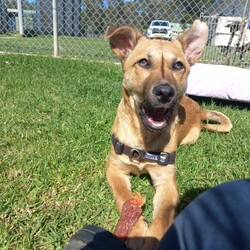 Wyatt/Australian Kelpie/Male/7 Months,Hi, my name is Wyatt and I'm the sweetest boy you'll ever meet! I'm a 6 month old Kelpie X looking for my forever home, could that be with you? I am looking for a loving home with a family that will show me lots of patience and kindness as I continue to learn about the big wide world around me. I'm still building up my confidence to explore new things and need time to get used to everything that life can throw at me, but with the right family I know I will thrive! I am a social kid and will often look to my people for guidance and reassurance. I enjoy getting pats from my humans, however sometimes too much touch can be a bit overwhelming for me as I am still getting used to what humans need from me. I would therefore be best suited to home with no young children as they might find it hard to understand when I have had enough and need my space. I would love my new home to be nice and peaceful with not too many people coming in and out of the home. It would also be great if my new family had prior experience with dog behaviour and are able to understand why I do the things that I do. I respond best to positive training so I can learn in a nice and fun way at my own pace! If you think that your home would be a good fit please fill out an application online at   or call 0477 064 192 and the team at BARC will be in touch to arrange a meet and greet. Love, Wyatt x Requirements: