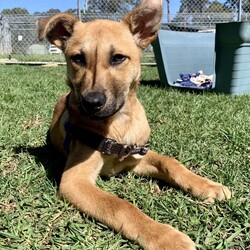 Wyatt/Australian Kelpie/Male/7 Months,Hi, my name is Wyatt and I'm the sweetest boy you'll ever meet! I'm a 6 month old Kelpie X looking for my forever home, could that be with you? I am looking for a loving home with a family that will show me lots of patience and kindness as I continue to learn about the big wide world around me. I'm still building up my confidence to explore new things and need time to get used to everything that life can throw at me, but with the right family I know I will thrive! I am a social kid and will often look to my people for guidance and reassurance. I enjoy getting pats from my humans, however sometimes too much touch can be a bit overwhelming for me as I am still getting used to what humans need from me. I would therefore be best suited to home with no young children as they might find it hard to understand when I have had enough and need my space. I would love my new home to be nice and peaceful with not too many people coming in and out of the home. It would also be great if my new family had prior experience with dog behaviour and are able to understand why I do the things that I do. I respond best to positive training so I can learn in a nice and fun way at my own pace! If you think that your home would be a good fit please fill out an application online at   or call 0477 064 192 and the team at BARC will be in touch to arrange a meet and greet. Love, Wyatt x Requirements: