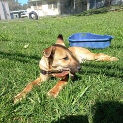 Wyatt/Australian Kelpie/Male/7 Months,Hi, my name is Wyatt and I'm the sweetest boy you'll ever meet! I'm a 6 month old Kelpie X looking for my forever home, could that be with you? I am looking for a loving home with a family that will show me lots of patience and kindness as I continue to learn about the big wide world around me. I'm still building up my confidence to explore new things and need time to get used to everything that life can throw at me, but with the right family I know I will thrive! I am a social kid and will often look to my people for guidance and reassurance. I enjoy getting pats from my humans, however sometimes too much touch can be a bit overwhelming for me as I am still getting used to what humans need from me. I would therefore be best suited to home with no young children as they might find it hard to understand when I have had enough and need my space. I would love my new home to be nice and peaceful with not too many people coming in and out of the home. It would also be great if my new family had prior experience with dog behaviour and are able to understand why I do the things that I do. I respond best to positive training so I can learn in a nice and fun way at my own pace! If you think that your home would be a good fit please fill out an application online at   or call 0477 064 192 and the team at BARC will be in touch to arrange a meet and greet. Love, Wyatt x Requirements: