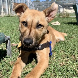 Wyatt/Australian Kelpie/Male/7 Months,Hi, my name is Wyatt and I'm the sweetest boy you'll ever meet! I'm a 6 month old Kelpie X looking for my forever home, could that be with you? I am looking for a loving home with a family that will show me lots of patience and kindness as I continue to learn about the big wide world around me. I'm still building up my confidence to explore new things and need time to get used to everything that life can throw at me, but with the right family I know I will thrive! I am a social kid and will often look to my people for guidance and reassurance. I enjoy getting pats from my humans, however sometimes too much touch can be a bit overwhelming for me as I am still getting used to what humans need from me. I would therefore be best suited to home with no young children as they might find it hard to understand when I have had enough and need my space. I would love my new home to be nice and peaceful with not too many people coming in and out of the home. It would also be great if my new family had prior experience with dog behaviour and are able to understand why I do the things that I do. I respond best to positive training so I can learn in a nice and fun way at my own pace! If you think that your home would be a good fit please fill out an application online at   or call 0477 064 192 and the team at BARC will be in touch to arrange a meet and greet. Love, Wyatt x Requirements: