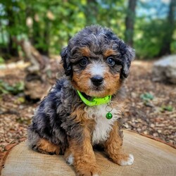 Atlas/Mini Bernedoodle									Puppy/Male	/July 27th, 2024,Beartown Doodles is excited to introduce Atlas from the Galaxy litter. He is a sweet mini bernedoodle puppy raised with lots of love. Atlas would love to have someone to be his furever companion. Mama Molly did an amazing job raising this litter, she is a 30lb mini bernedoodle who is very loving and affectionate. Enzo (Dad) is a beautiful blue merle   mini bernedoodle. Both parents are genetic health tested giving you peace of mind that you will be getting a healthy puppy.