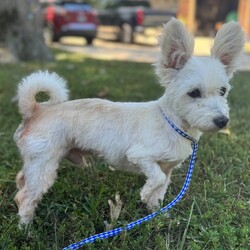 Adopt a dog:Louie/West Highland White Terrier / Westie/Male/Adult,Meet Louie, a 2-year-old West Highland Terrier mix weighing in at 8 pounds. He has a playful spirit and simply adores people, other dogs, and cats. He wears a long white coat that will need to be groomed every few weeks. Despite his independent streak, Louie is a loyal companion who thrives on companionship. His playful, curious nature makes him a delightful pet, and his independent streak means he's content to entertain himself. Adopt Louie and bring home a friend who will keep you entertained, make you laugh, and give you a lifetime of love. (ME, 8/30/24) **It is rare that we know with certainty the ages or mixes that make up our dogs, but we do our best to be as accurate as possible based upon our experience. ** Adoption fee: $395 covers quarantine, shots, worming, medical records, spaying/neutering, microchip, and an Alabama State Health Certificate. Transport, if needed is $160. We consider the transport to be of great importance and, as such, take particular care of the dogs during the trip. We make every effort to arrive with healthy and minimally stressed dogs.