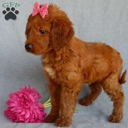 Sunny (medium)/Goldendoodle									Puppy/Female	/7 Weeks,Prepare to fall in love !!! My name is Sunny and I’m the sweetest little F1b medium sized goldendoodle looking for my furever home! One look into my warm, loving eyes and at my silky soft coat and I’ll be sure to have wiggled my way into your heart already! I’m very happy, playful and very kid friendly and I would love to fill your home with all my puppy love!! I am full of personality, and I give amazing puppy kisses! I stand out way above the rest with my beautiful fluffy red coat! I will come to you vet checked, microchipped and up to date on all vaccinations and dewormings . I come with a 1-year guarantee with the option of extending it to a 3-year guarantee and shipping is available and we also include 30 days of pet insurance! My mother is Lulu, our 47# goldendoodle with a heart of gold and my father is Benji, our handsome 30#AKC red moyen poodle! Both of my parents are very sweet and kid friendly which will make me the same and they are available to meet!! I will grow to approx 35-40# and I will be hypoallergenic and nonshedding! Why wait when you know I’m the one for you? Call or text Martha to make me the newest addition to your family and get ready to spend a lifetime of tail wagging fun with me! (7% sales tax on in home pickups)