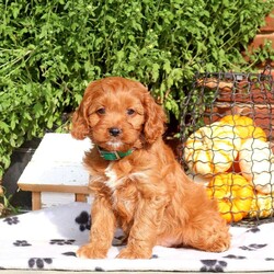 Jay/Cavapoo									Puppy/Male	/July 28th, 2024,Check out Jay, a cuddly Cavapoo puppy eager to meet you! This playful little guy is family-raised with children and well-socialized, making him an excellent fit for anyone interested in adopting. Also, Jay is vet-checked and up to date on shots & wormer, plus the breeder provides a 30-day health guarantee. If you want to learn more about this affectionate pup and how to make him yours, please call Ben & Barb today!