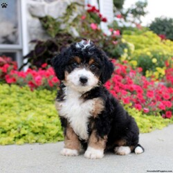 Archie/Mini Bernedoodle									Puppy/Male	/July 11th, 2024,Come and meet Archie! This charming Miniature Bernedoodle puppy is completely lovable! He will win you over with his fun personality and sweet disposition. Archie is friendly and socialized, so he is ready to get to know his forever family. Vet checked and up to date on shots and de-wormer, this wonderful puppy comes home with a health guarantee provided by the breeder. Are you interested in hearing more and scheduling a visit to meet Archie? Call Levi Stoltzfus today!