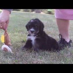 Jude/Bernedoodle									Puppy/Male	/7 Weeks,Meet Jude, the epitome of cuteness in Bernedoodle form! With a soft cuddly coat, his expressive eyes brimming with curiosity, he twinkles with excitement. This darling puppy antic add to his irresistible charm as he prances around with a playful bounce that melts hearts, his button nose twitches with excitement leading him on adventures to discover the wonders of the world around him.  