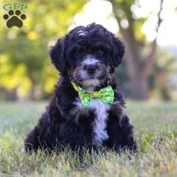 Jude/Bernedoodle									Puppy/Male	/7 Weeks,Meet Jude, the epitome of cuteness in Bernedoodle form! With a soft cuddly coat, his expressive eyes brimming with curiosity, he twinkles with excitement. This darling puppy antic add to his irresistible charm as he prances around with a playful bounce that melts hearts, his button nose twitches with excitement leading him on adventures to discover the wonders of the world around him.  