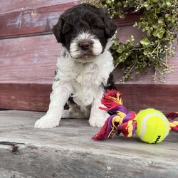 Halo/Portuguese Water Dog									Puppy/Male	/August 13th, 2024,Hi, I’m Halo! I’m just the cutest puppy ever, and I’d love to be yours! I’ll join you in your adventures — camping, swimming, fishing, boating, hiking — you name it. And then I’ll be ready for snuggles and kisses and hugs, and a game of fetch too!