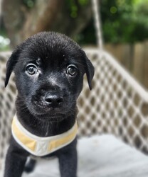 Adopt a dog:Max/Mixed Breed/Male/Baby,Meet Max: The Sweetest Puppy!

Max is a delightful black mixed breed puppy who has captured everyone's hearts with his gentle and loving nature. This little guy is the epitome of sweetness and is always ready to shower you with affection.

Max is incredibly well-behaved and gets along wonderfully with other dogs, children, and all people. His playful spirit and boundless energy make him a joy to be around. Whether he's chasing after a ball, splashing in water, or simply cuddling up for a nap, Max brings happiness wherever he goes.

Despite his playful side, Max also knows how to relax and enjoy quiet moments. He loves to snuggle and will happily curl up next to you for some quality cuddle time. His calm demeanor and loving personality make him the perfect companion for any family.

Max is looking for a forever home where he can continue to spread joy and love. If you're ready to welcome this sweet, good-natured puppy into your life, Max is ready to meet you!

Are you ready to give Max the loving home he deserves? Contact us today to learn more about this wonderful pup!