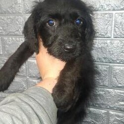Jack russell cross puppies for sale/Jack russell cross/Mixed Litter/10 weeks,I have for sale my jack Russell cross puppies I have three boys and one girl avaliable they are fleaed and wormed to date they are well socialised with other animals and small children they are starting to use puppy pads best of homes only for these babies