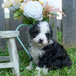 Candy/Mini Bernedoodle									Puppy/Female	/6 Weeks,Candy is a very happy healthy little cuddlebear! She is being raised in great environment, with lots of quality time with both children and adults. She is also being taught the basic fundamentals of leash training, as well as some crate training and leash training.