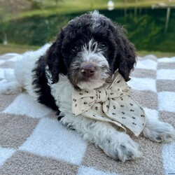 Splash/Mini Goldendoodle									Puppy/Male	/July 29th, 2024,Meet Splash! Beautiful chocolate and white F1bb boy with a soft wavy/curly hair coat. He is super sweet. Both parents are genetically health tested and OFA Certified. They both have very sweet personalities. Expected weight full grown 25-35lbs. Vet checked, microchipped, utd on shots and dewormings and will go home with a two year genetic health guarantee, health record, 30 day free trupanion insurance offer, wellness exam copy and a littermate scented blanket. 