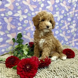 Polly/Miniature Poodle									Puppy/Female	/July 19th, 2024,Meet Polly a cute, little girl,  she is ACA Reg. Microchipped , Vet checked and shots are up to date.   Call us to make her your little buddy  Lavern Reiff License #3221