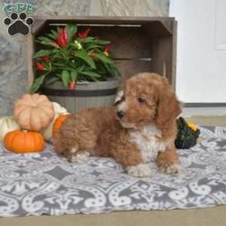 Mason/Mini Goldendoodle									Puppy/Male	/8 Weeks,Mason is the sweetest F1B Miniature Goldendoodle puppy! He loves to play and is socialized and can’t wait to meet you. Mason is being raised by a family with children and he’s ready to get to know his forever family. Vet checked and up to date on shots and de-wormer, this cutie comes home with a health guarantee provided by the breeder. For more information and to schedule your visit, please call Emanuel Stoltzfus today!