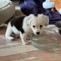 Adopt a dog:Coconut/Spaniel/Male/Baby,Coconut is the cutest thing ever with his short little legs and fluffy hair.  Born on 7/11/24, he only weighs 3.1 pounds at 10 weeks old.  He is a playful little guy who loves being loved on and snuggled. Coconut will not be ready to go home until after October 15th but would like to have his home to go to when he is ready!!  Coconut is still a baby and will need a home that has the time to spend teaching him all that he needs to know to grow to be the perfect big, little dog!!  Coconut could potentially grow to be 20-25 pounds.  Because of his size, Coconut would do best in a home with no small children or with older children and someone who is used to providing regular grooming.

S.T.A.R. Group, Inc is a foster based organization located in Corpus Christi, TX.  and All pets are in a foster home in South Texas and are transported once adopted.  Our animals are listed in different cities throughout the country.

Adoption Fee includes a microchip, all age-appropriate vaccines, spay/neuter, current on recommended preventions and a ride on the next available transport to their new families' area.  Applications are processed in the order they are received.  S.T.A.R. Group is made up of volunteers, so please give us a couple of days to begin processing your application.