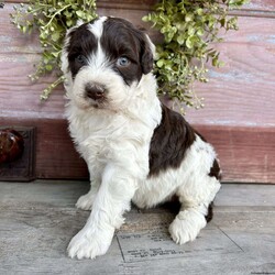 Penny/Portuguese Water Dog									Puppy/Female	/August 10th, 2024,I’m Penny! I’m a loving little energy bundle, and I’d love to snuggle with you and go with you on all your adventures. I love walking and running, swimming, camping, and playing games. But I love to sleep too, and just hanging out with my humans is my favorite thing of all!