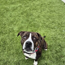 Adopt a dog:Levi/American Staffordshire Terrier/Male/2 Years 7 Months,Hi there, I'm Levi! I'm an American Staffy with a heart full of love. I’m a sweet guy, though I’m looking for an experienced owner who understands my unique needs and quirks. I’m a charming Staffy who adores people once I get to know them. I’ve had some challenges in my past, so I might be a bit wary or excitable at first. My previous experiences mean I can be a bit stressed in new environments, so I need a home where I can feel safe and comfortable. I’m not a fan of being touched too much right away, but with patience and understanding, I’ll warm up to you! I need someone who is knowledgeable about managing typical Staffy excitement, as I can become quite energetic and experience big feelings. I might also show some avoidant behaviours and need a gentle touch to help me feel secure. Due to this, I prefer a quieter home without young kids. I can get quite jumpy during play, and older children who understand how to engage with me calmly will help me feel more at ease. I came into the shelter with other dogs, but I haven’t shown much interest in meeting new ones here. It’s best if I can meet any potential dog buddies before coming home to make sure we’re a good match. I do well with having options, so I’d love a home where I can choose between cosy indoor spots and outdoor spaces. Having different areas to explore and relax will help me feel more comfortable in my new home. Even though I have some quirks, I’m a genuinely sweet dog who loves to show affection in my own way. With the right guidance and a little patience, I’ll be a loyal and loving companion. If you think you’re the right fit for me and can offer a patient, understanding home, I’d love to meet you and see if we’re a match! Please fill out an expression of interest   to give Levi a loving home! Lots of love, Levi xx household restrictions: -Experienced owner -No children under 15 -Must meet all dogs -Indoor/outdoor access -Ongoing training -Free vet consult at adoptio